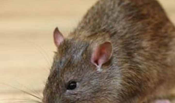 Rodent Control