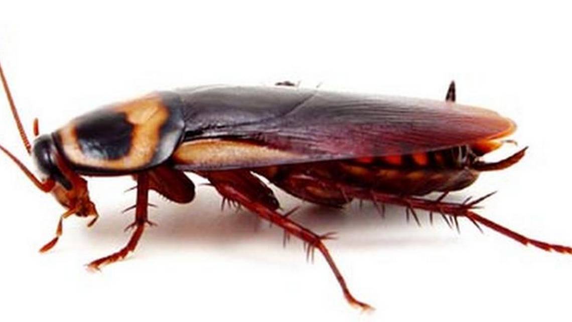 Cockroach Control Melbourne