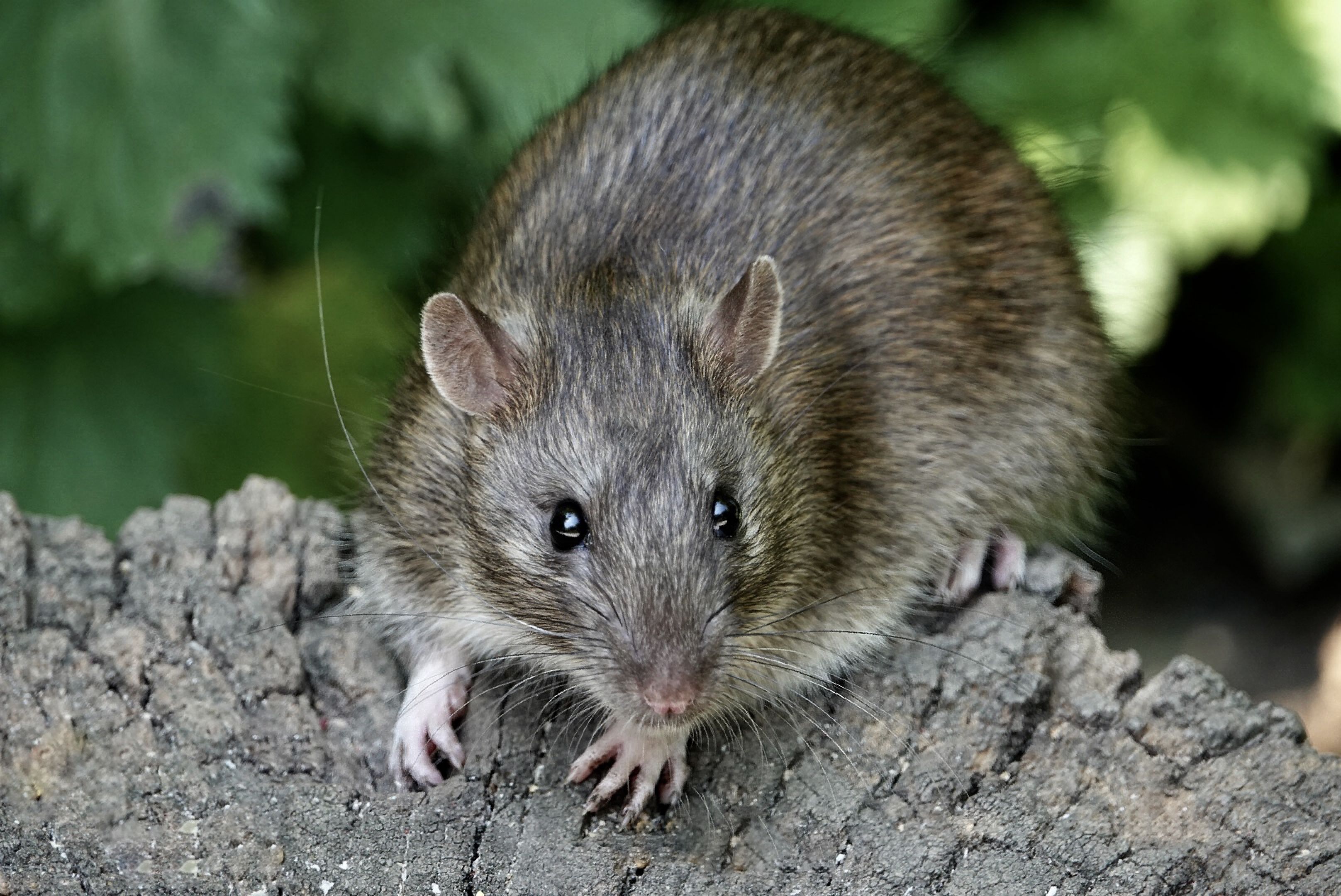 Rodent Control Melbourne