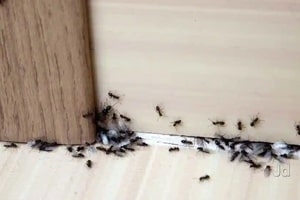 pest control ant Perth