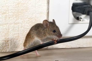 rodent pest control canberra