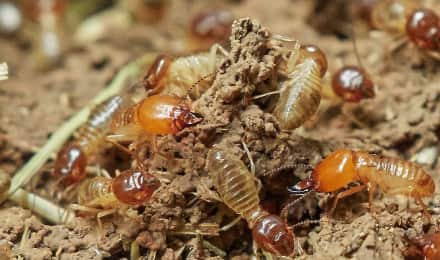 Affordable Termite Treatment Melbourne 