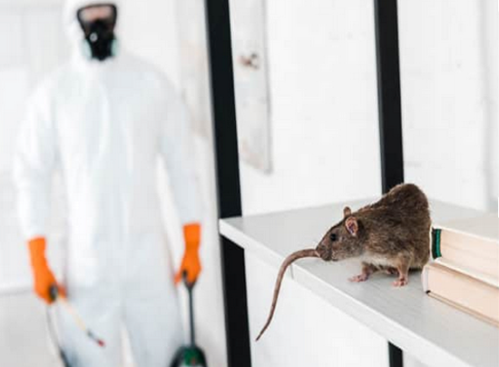 Why Is Pest Control Important