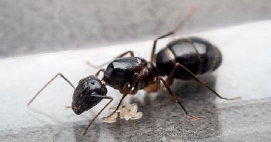 Black House Ant