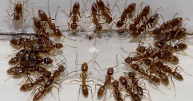 Coastal Brown Ant<