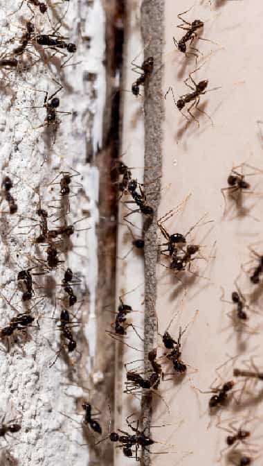 Ant removal Melbourne
