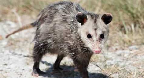Get Rid Of Possums In Melbourne