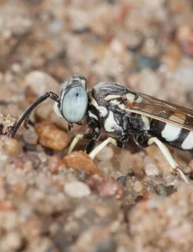 Sand Wasp Control Service