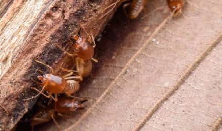 Termite Inspections Service
