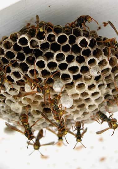 Wasp Nests Control