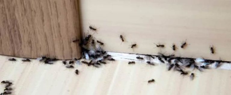 Possible Causes Ants Are Infesting Your Home