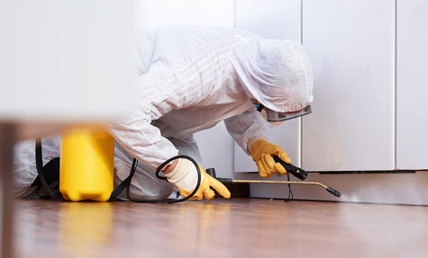 Pest Control Specialists in Melbourne